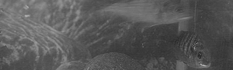 020111head.gif
