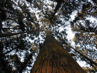 杉の大木を見上げる