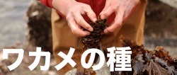 ワカメの種プロジェクト